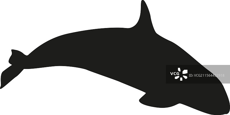 黑色白鲸北极水生动物图片素材