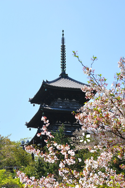 日本神奈川县横滨市，三溪园内的三重塔和盛开的樱花图片素材