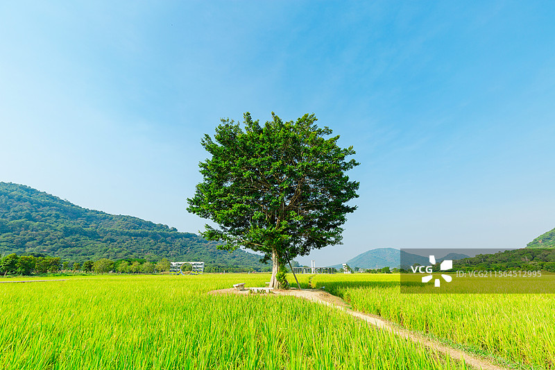 广州从化区艾米稻香小镇图片素材