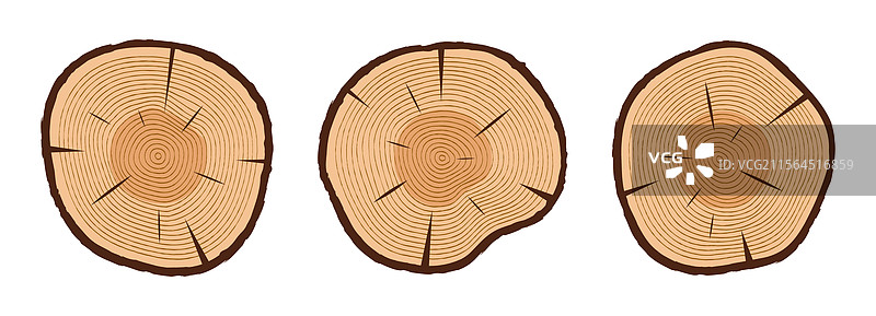 树干切面与树轮图片素材