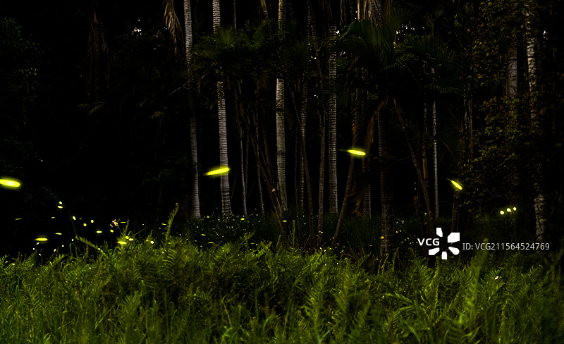 萤火之森图片素材