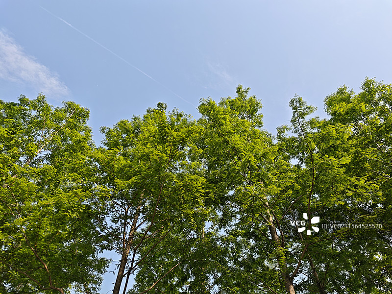 仰望蓝天白云森林绿树图片素材