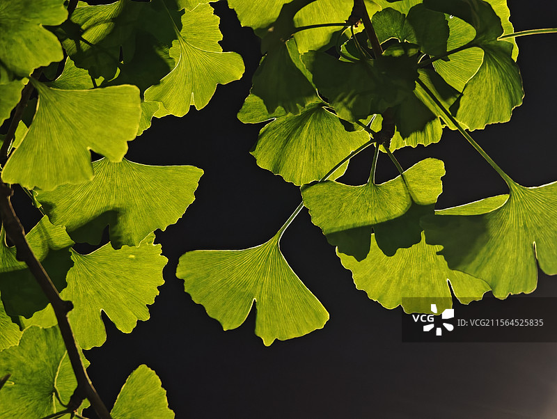 夜晚灯光下的绿色银杏叶图片素材