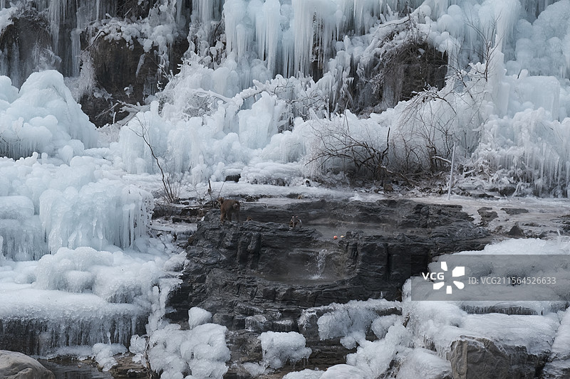 河南焦作云台山的猕猴在冰雪中泡温泉图片素材