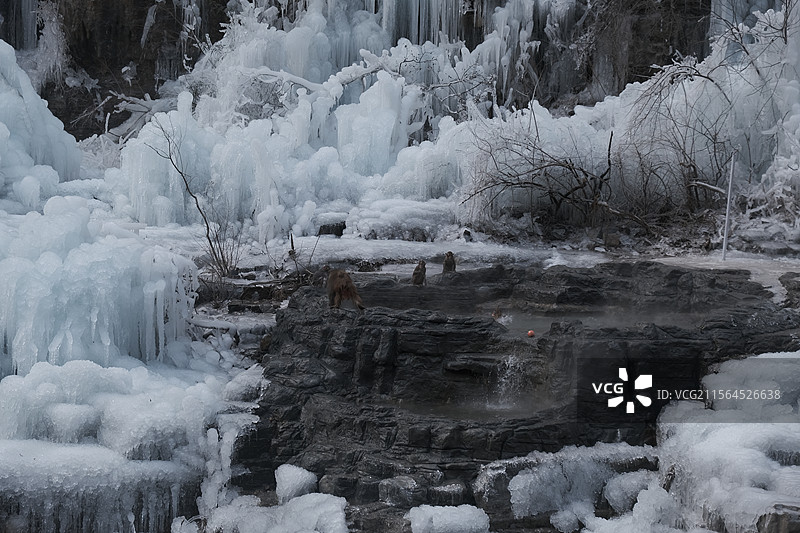 河南焦作云台山的猕猴在冰雪中泡温泉图片素材