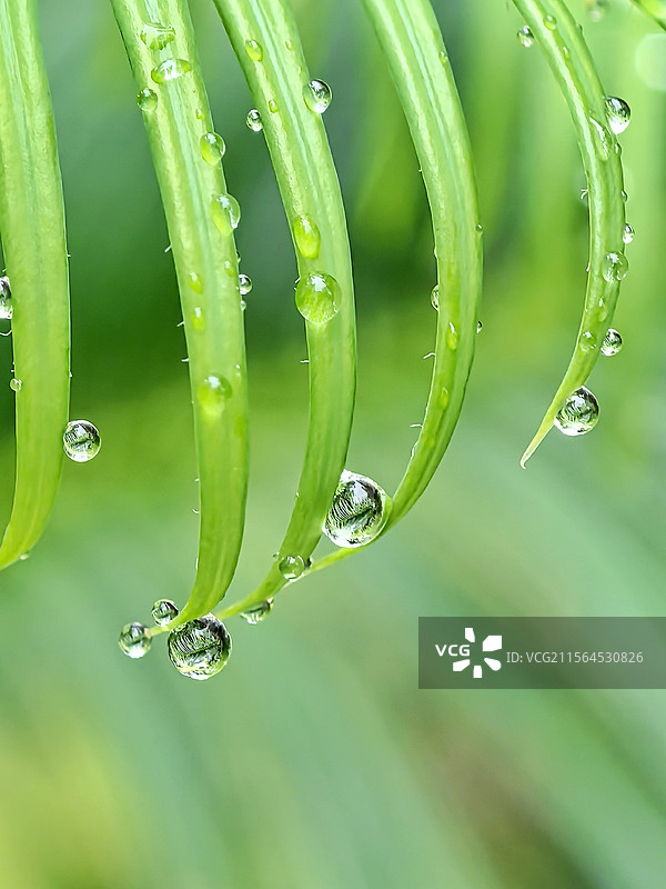 微距水滴图片素材