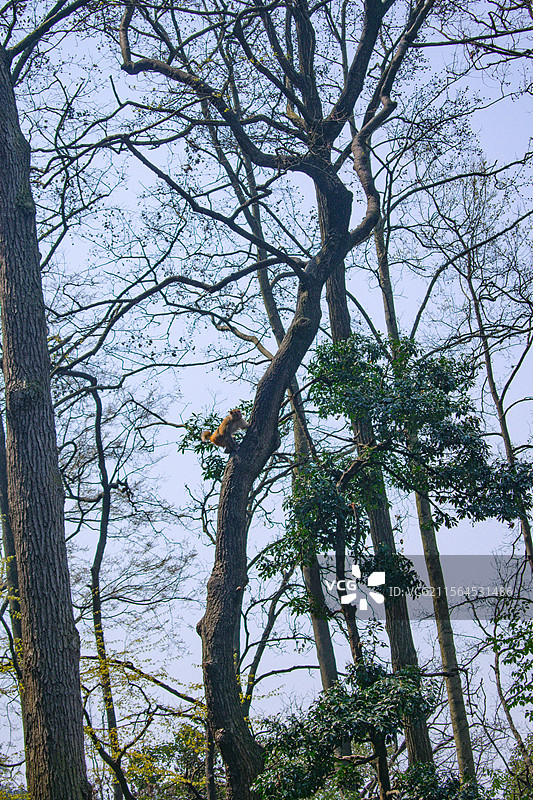 黔灵山公园图片素材