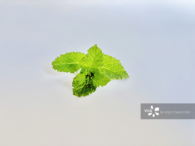白色背景下的薄荷叶特写图片素材