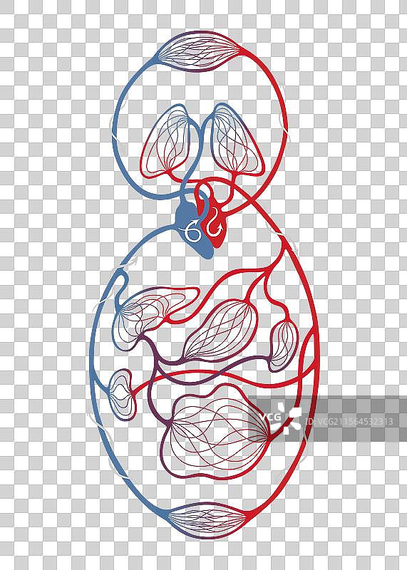 人类血液循环系统中的肺循环图片素材