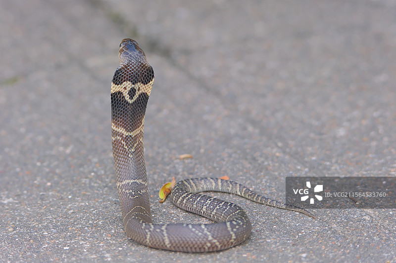 生态摄影 舟山眼镜蛇图片素材