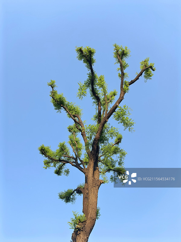 春之树图片素材