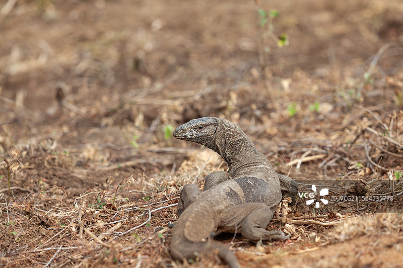 斯里兰卡雅拉国家公园野生大蜥蜴图片素材