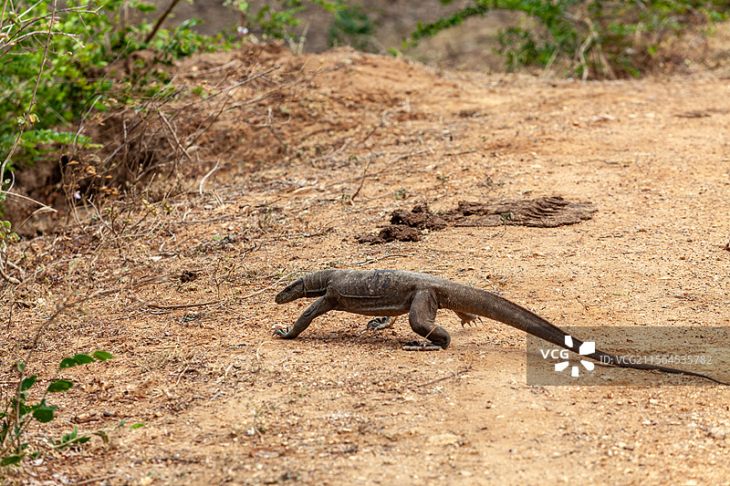 斯里兰卡雅拉国家公园野生大蜥蜴图片素材