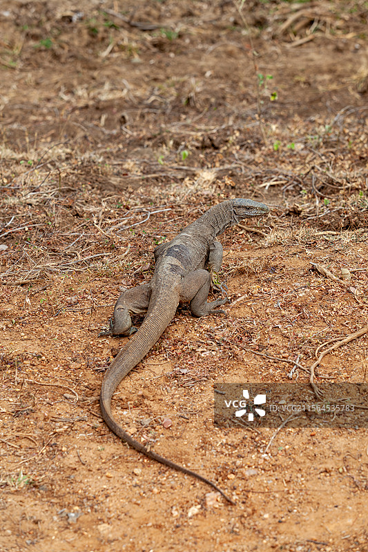 斯里兰卡雅拉国家公园野生大蜥蜴图片素材