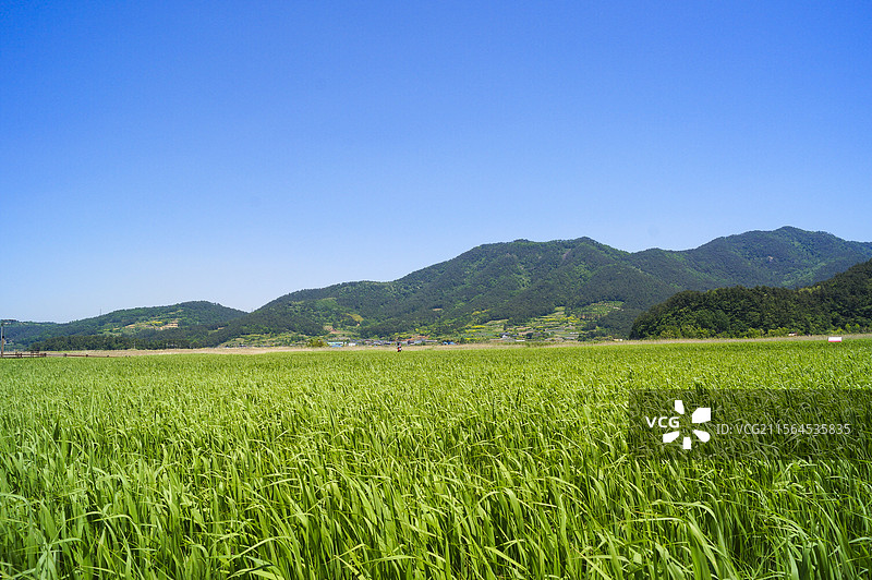 韩国顺天湿地公园风景图片素材