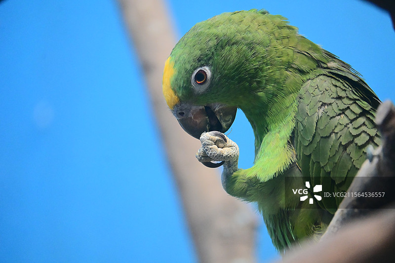 上海动物园一只在进食的黄颈亚马逊鹦鹉图片素材