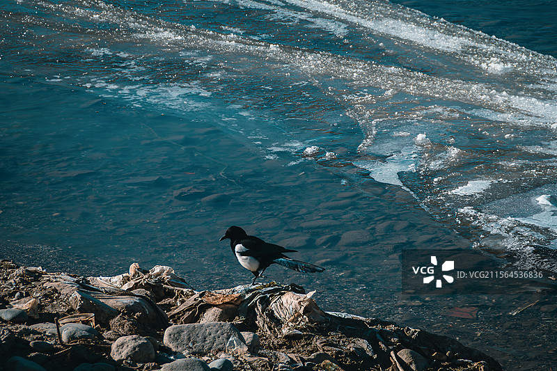 蓝色冰河上的小生命：河畔伫立的小鸟带来生机图片素材