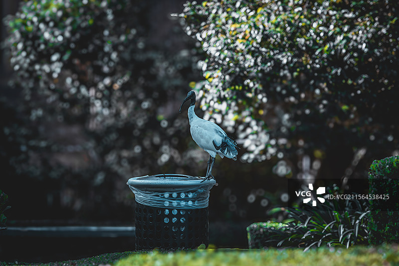 自然与城市的和谐共存：垃圾桶上的鹤在绿茵中独树一帜图片素材