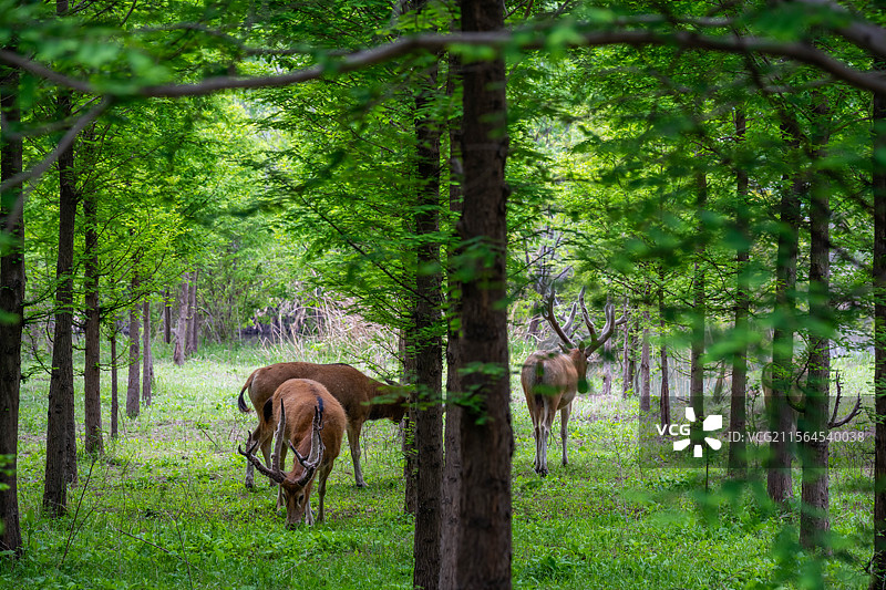 大丰野生中华麋鹿图片素材