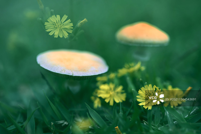 草地上的蘑菇与黄鹌菜图片素材