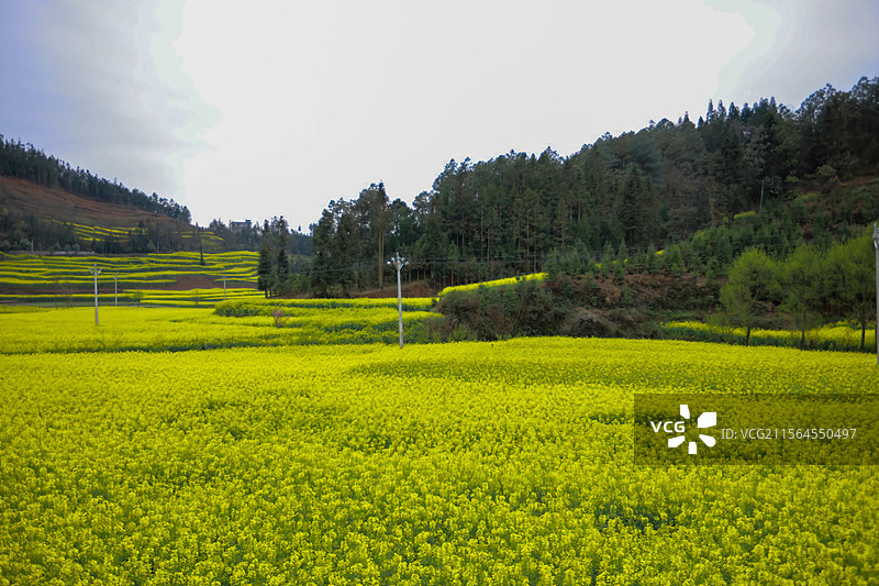 大片油菜花海图片素材