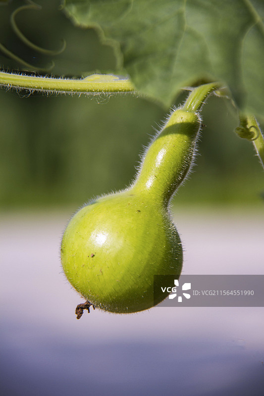 葫芦--葫芦在中国是最古老的吉祥物之一图片素材