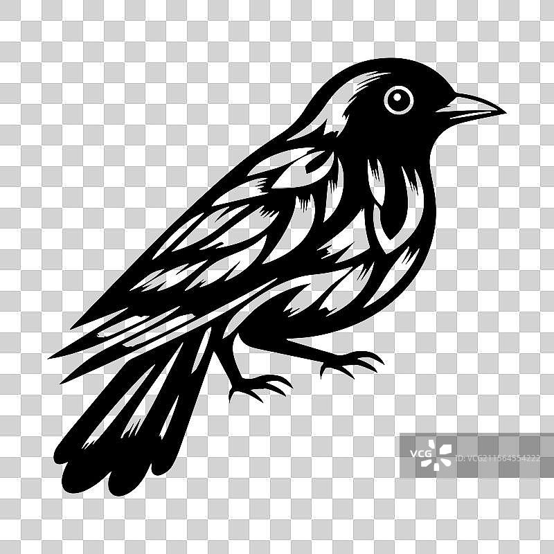 黑白色的杜鹃鸟图片素材