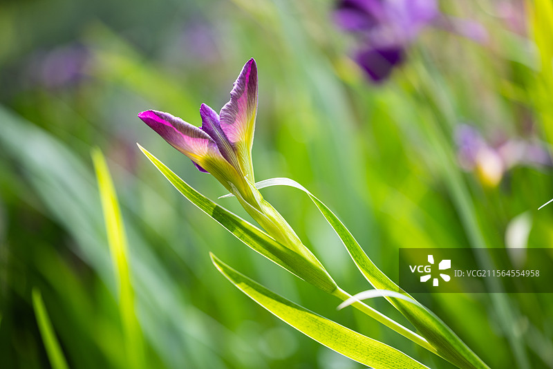 网脉鸢尾花和紫娇花（一）：盛开在昆明植物园的网脉鸢尾花和紫娇花。图片素材