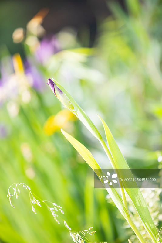 网脉鸢尾花和紫娇花（一）：盛开在昆明植物园的网脉鸢尾花和紫娇花。图片素材