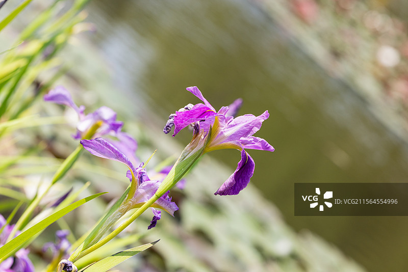网脉鸢尾花和紫娇花（一）：盛开在昆明植物园的网脉鸢尾花和紫娇花。图片素材