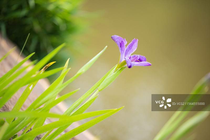 网脉鸢尾花和紫娇花（一）：盛开在昆明植物园的网脉鸢尾花和紫娇花。图片素材