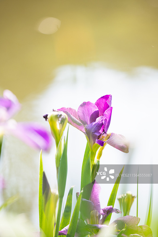 网脉鸢尾花和紫娇花（一）：盛开在昆明植物园的网脉鸢尾花和紫娇花。图片素材