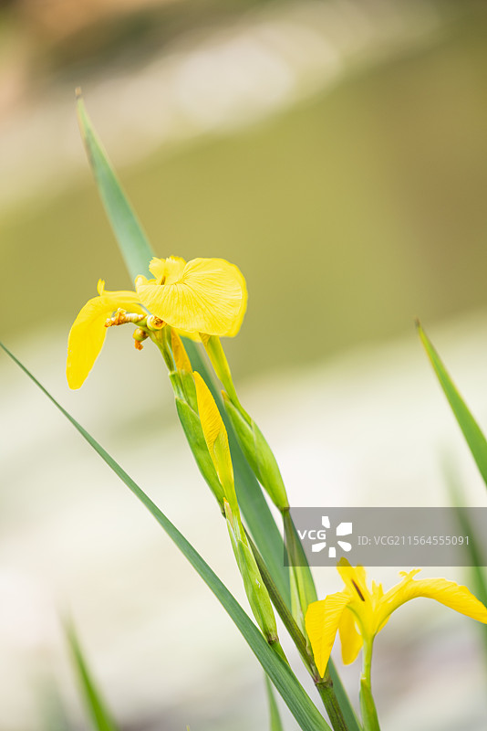 网脉鸢尾花和紫娇花（一）：盛开在昆明植物园的网脉鸢尾花和紫娇花。图片素材