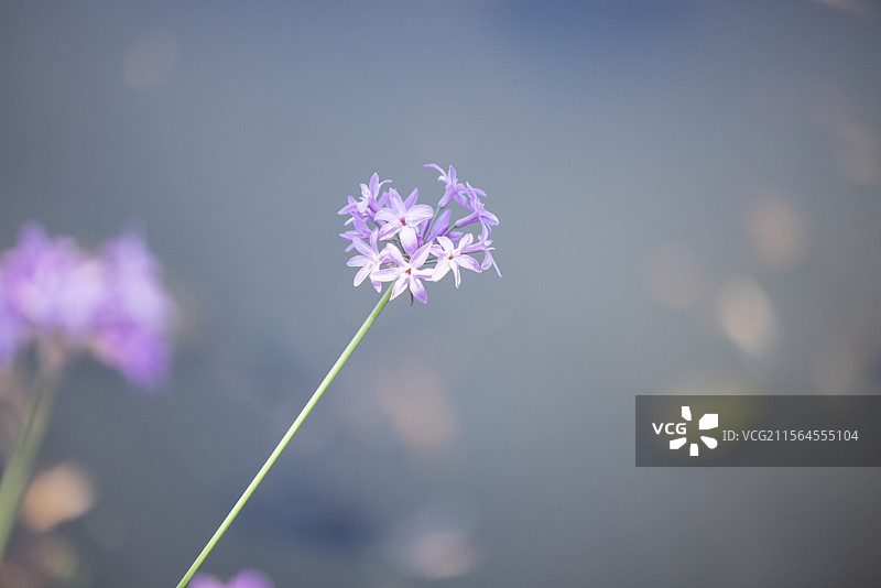 网脉鸢尾花和紫娇花（一）：盛开在昆明植物园的网脉鸢尾花和紫娇花。图片素材
