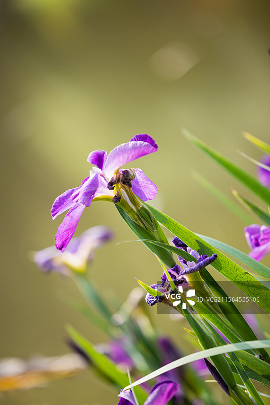 网脉鸢尾花和紫娇花（一）：盛开在昆明植物园的网脉鸢尾花和紫娇花。图片素材