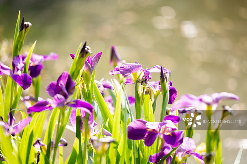 网脉鸢尾花和紫娇花（一）：盛开在昆明植物园的网脉鸢尾花和紫娇花。图片素材