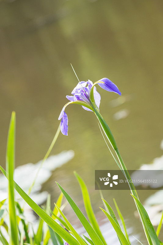 网脉鸢尾花和紫娇花（一）：盛开在昆明植物园的网脉鸢尾花和紫娇花。图片素材