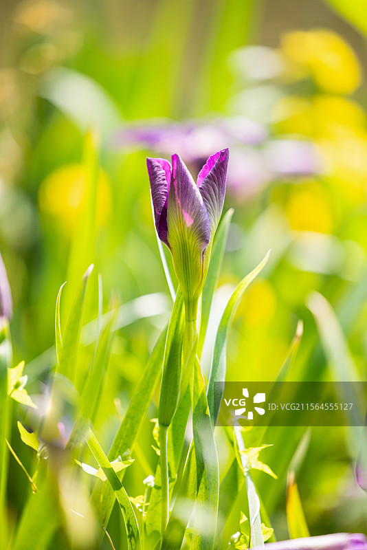网脉鸢尾花和紫娇花（一）：盛开在昆明植物园的网脉鸢尾花和紫娇花。图片素材