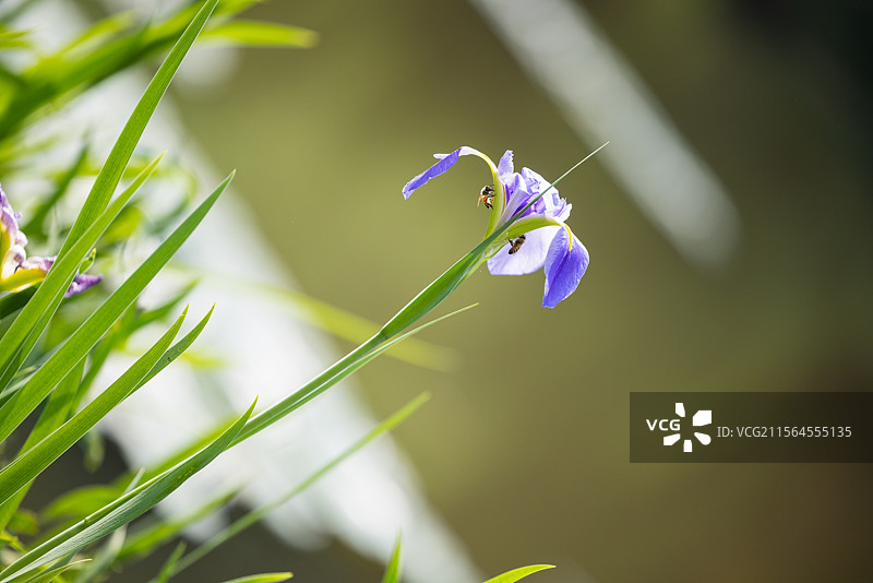 网脉鸢尾花和紫娇花（一）：盛开在昆明植物园的网脉鸢尾花和紫娇花。图片素材