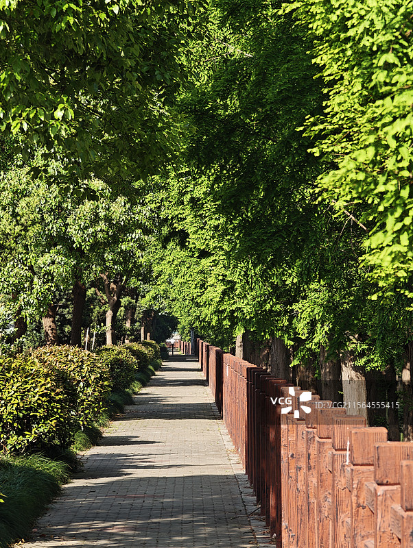 夏天两侧绿色树林之间的小路图片素材