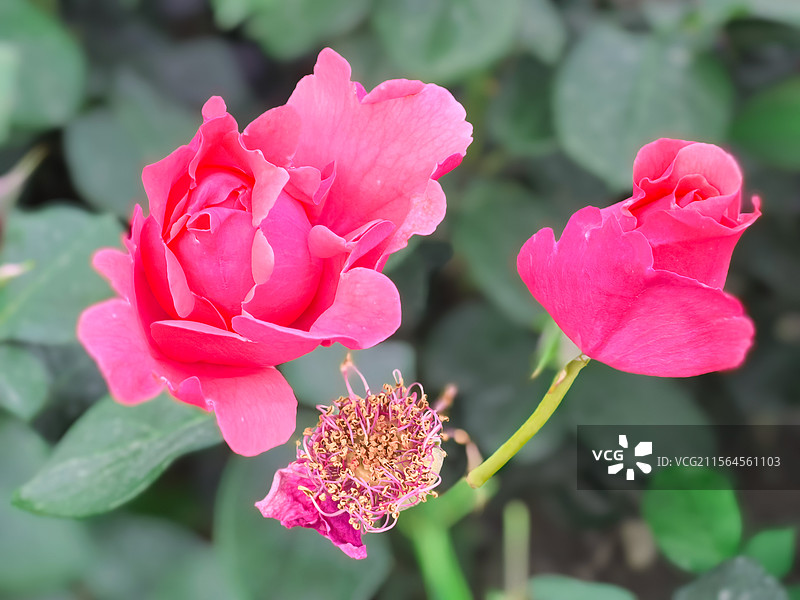 盛开的月季花---华为手机拍摄图片素材