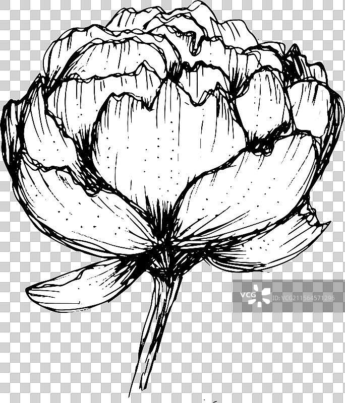 手绘的牡丹花图片素材