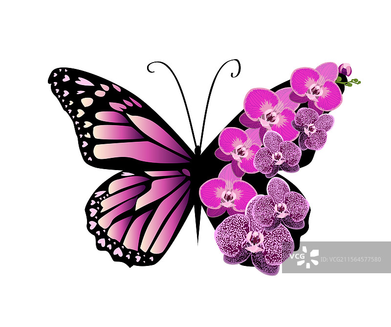 印有兰花图案的蝴蝶T恤图片素材