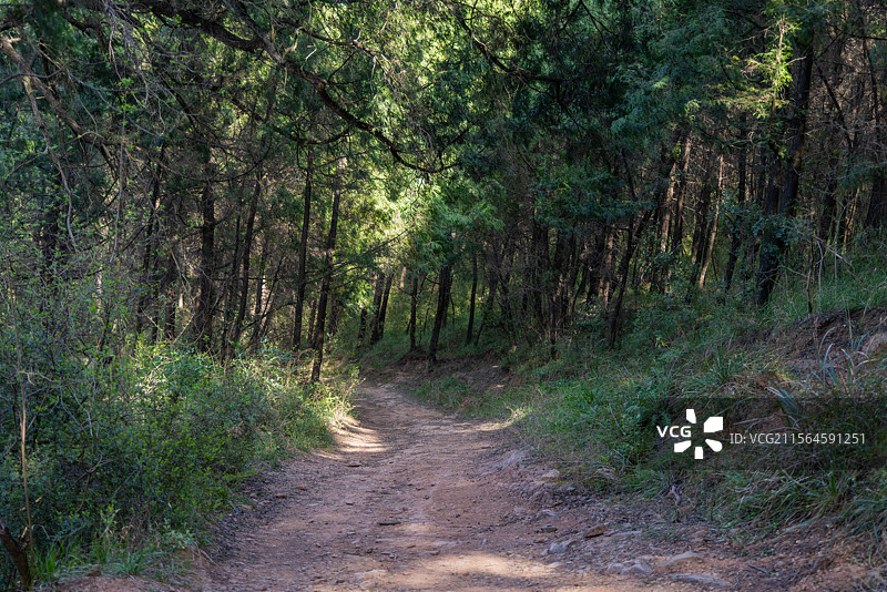 四川广元市剑阁古蜀道（金牛道）拦马墙段古柏石板道路风光图片素材