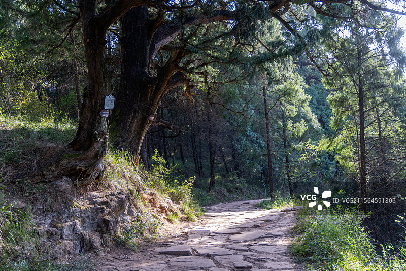 四川广元市剑阁古蜀道（金牛道）拦马墙段古柏石板道路风光图片素材