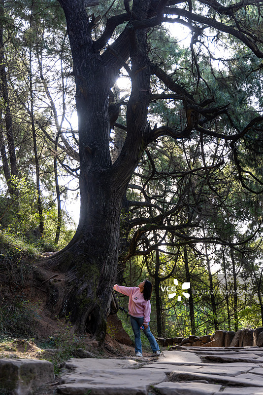 旅游人像 美女在剑阁先秦古蜀道的森林里仰视千年柏木图片素材