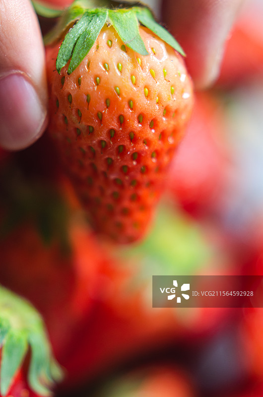 手拿一颗鲜红的草莓特写图片素材