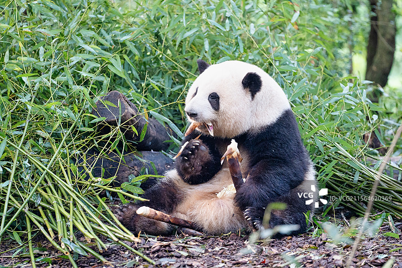 成都大熊猫顶流明星花花吃竹笋特写图片素材
