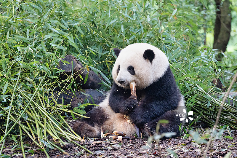 成都大熊猫顶流明星花花吃竹笋特写图片素材