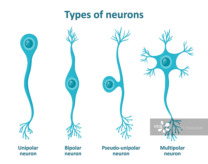 不同类型的神经元细胞图片素材